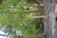 Dracaena angustifolia